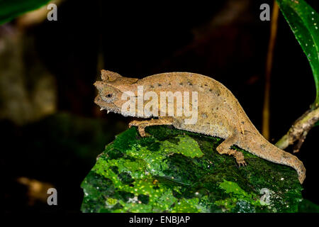 braune Blatt Chamäleon, Andasibe, Madagaskar Stockfoto