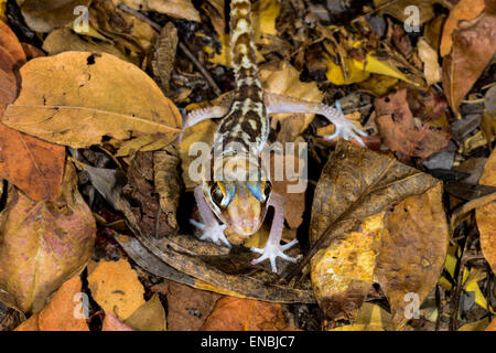 große Spitze Gecko, Kirindy, Madagaskar Stockfoto