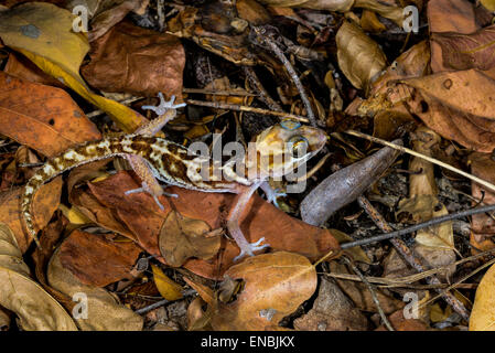 große Spitze Gecko, Kirindy, Madagaskar Stockfoto