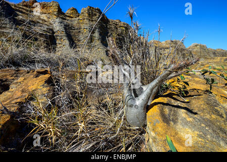 Elefanten-Fuß, Isalo, Madagaskar Stockfoto