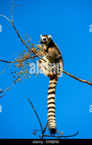 Katta Lemur Catta, Anja, Madagaskar Stockfoto