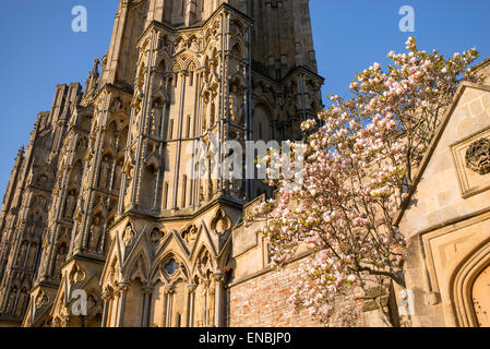 Blühende Magnolie außerhalb Wells Cathedral in der späten Nachmittag Sonne. Somerset, England Stockfoto