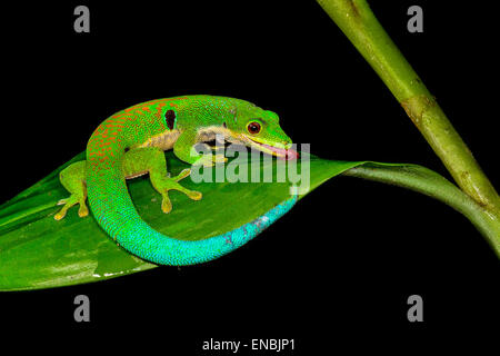 Pfau-Taggecko, Phelsuma Quadriocellata, Ranomafana, Madagaskar Stockfoto