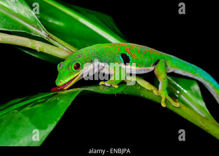 Pfau-Taggecko, Phelsuma Quadriocellata, Ranomafana, Madagaskar Stockfoto