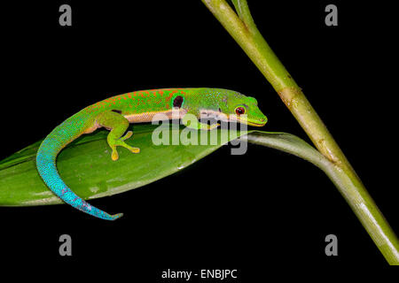 Pfau-Taggecko, Phelsuma Quadriocellata, Ranomafana, Madagaskar Stockfoto