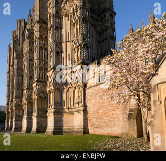 Blühende Magnolie außerhalb Wells Cathedral in der späten Nachmittag Sonne. Somerset, England Stockfoto