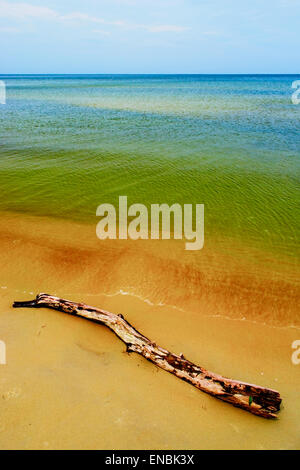 Seelandschaft mit Treibholz am Strand. Ostsee Küste, Pommern, Nordpolen. Stockfoto