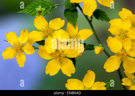 Kerria japonica 'Golden Guinea' schließt Blume Stockfoto