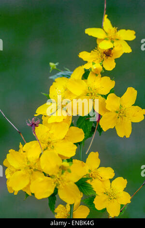 Kerria japonica 'Golden Guinea' schließt Blume Stockfoto