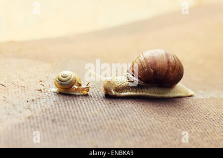 Garten-Schnecke (Helix Aspersa) mit kleinen Schnecke, die große Schnecke über den Winzling kümmert sich um Stockfoto