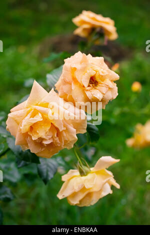 Drei schöne gelbe Tee Rosen im Garten nach Regen Stockfoto