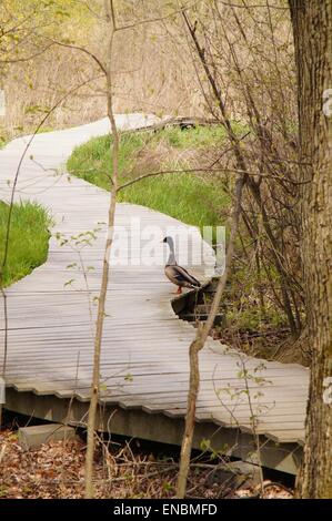 Eine Ente auf dem Holzweg, im Frühjahr. Stockfoto