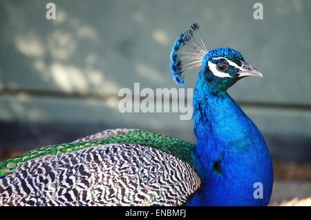 Peacock Porträt closeup Stockfoto