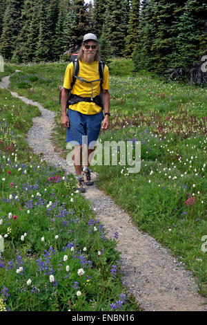 WASHINGTON - Wanderer auf Wonderland Trail quer durch Blumenwiesen der Moraine Park in Mount Rainier Nationalpark. Stockfoto