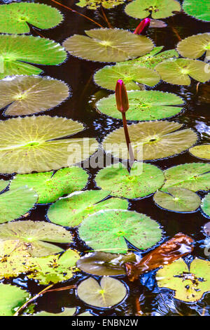 Lilly mit grünen Blättern am Teich Stockfoto