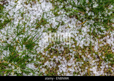 Die Stücke von Hagel auf dem Rasen Stockfoto