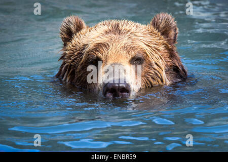 Brauner Bär (Ursus Arctos) schwimmen in einem Fluss Stockfoto