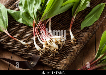 Rohe Bio grüne Rampen Ready to Cook mit Stockfoto