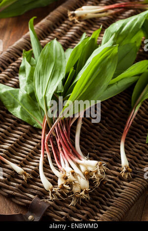 Rohe Bio grüne Rampen Ready to Cook mit Stockfoto