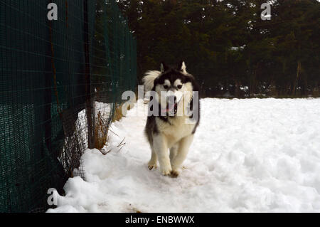 Siberian Husky im Schnee läuft auf die Kamera zu Stockfoto