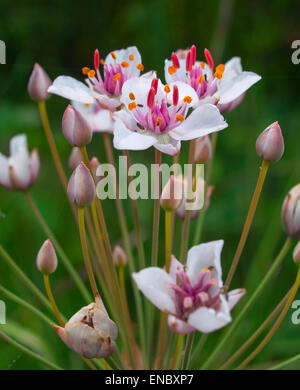 Pflanze blühende Rush (Butomus Umbellatus) mit Blütenstand und Insekten. Stockfoto