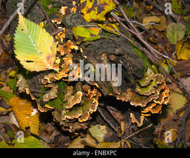 Mushroom(Trametes versicolor) eines alten Baumes stumpf im Herbst in den Wäldern. Stockfoto