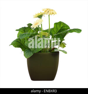Gerbera Blüten in dunklem Grün Topf isoliert auf weißem Hintergrund. Closeup. Stockfoto