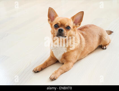 Roten Chihuahua Hund auf hölzernen Hintergrund. Closeup. Stockfoto