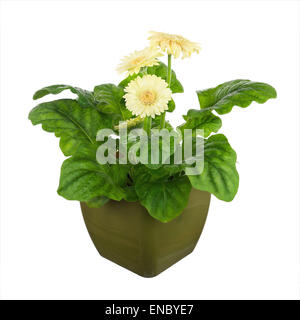 Gerbera Blüten in dunklem Grün Topf isoliert auf weißem Hintergrund. Closeup. Stockfoto