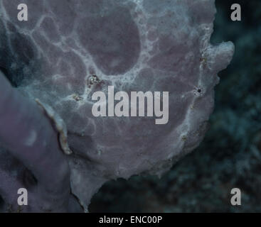 Lila Riesen Anglerfisch sitzt auf einer Koralle warten auf Beute durch Schwimmen Stockfoto