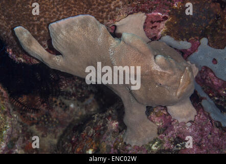 Riesen Anglerfisch auf eine Koralle Stockfoto