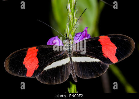 Crimson-gepatcht Longwing, Heliconius Erato petiverana Stockfoto