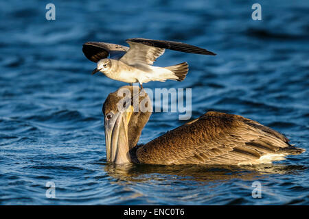 brauner Pelikan, Pelecanus occidentalis Stockfoto