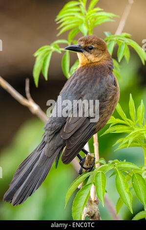 Boot-angebundene Grackle, Quiscalus großen Stockfoto