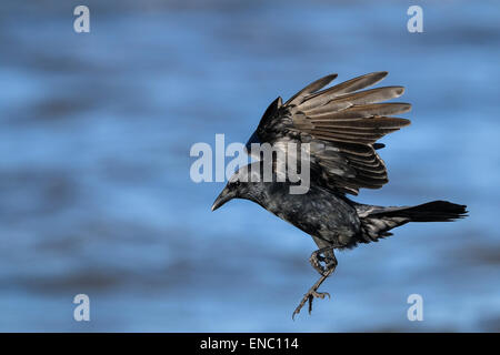 amerikanische Krähe, Corvus brachyrhynchos Stockfoto