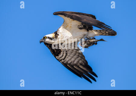 Fischadler Pandion haliaetus Stockfoto