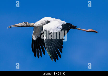 Holz-Storch, Mycteria americana Stockfoto