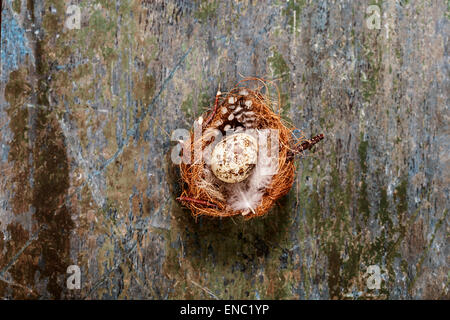 Easter Egg Nest auf rustikalen hölzernen Hintergrund Stockfoto