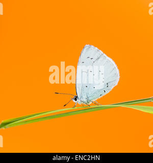 Holly blue Butterfly, Celastrina Argiolus, auf einem Grashalm vor einem orangefarbenen Hintergrund Stockfoto