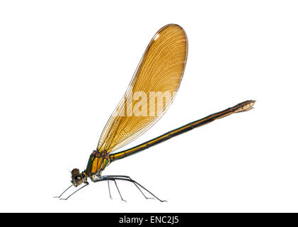 Weibliche schöne Prachtlibelle Damselfly, Calopteryx Virgo vor einem weißen Hintergrund Stockfoto