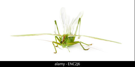 Weibliche Great Green Bush-Cricket, Ettigonia Viridissima vor einem weißen Hintergrund Stockfoto