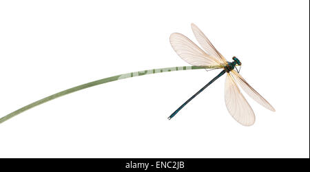 Männliche schöne Prachtlibelle Damselfly, Calopteryx Virgo, auf einem Grashalm vor einem weißen Hintergrund Stockfoto