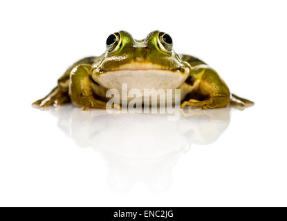 Gemeinsamen europäischen Frosch oder essbare Frosch, Rana kl. Esculenta, vor weißem Hintergrund Stockfoto