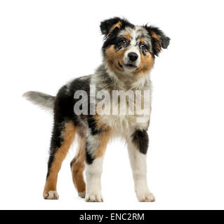 Australian Shepherd (3,5 Monate alt) vor einem weißen Hintergrund Stockfoto