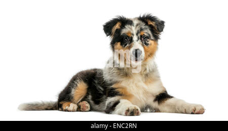 Australian Shepherd (3,5 Monate alt) vor einem weißen Hintergrund Stockfoto
