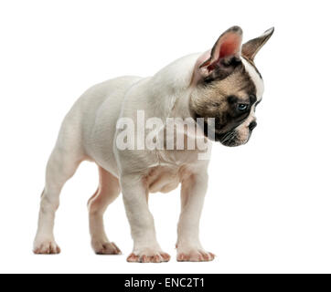 Französische Bulldogge (3 Monate alt) vor einem weißen Hintergrund Stockfoto