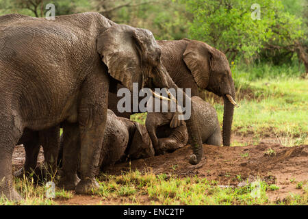 Herde von Elefanten ruht, Serengeti, Tansania, Afrika Stockfoto