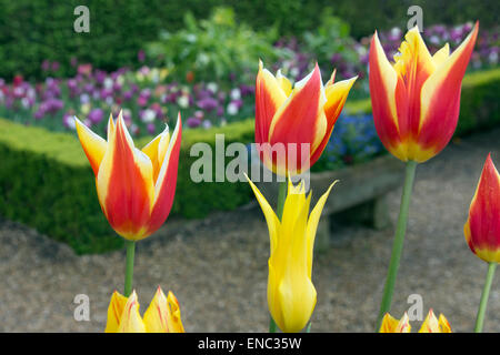 Tulpensorten und Hyazinthen blühen Frühling Stockfoto