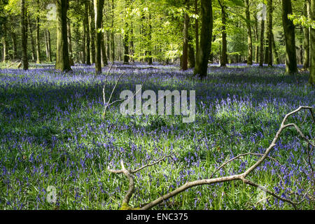 Schönen Frühling Glockenblumen im Grovely Wald-Wishford in der Nähe von Salisbury Stockfoto