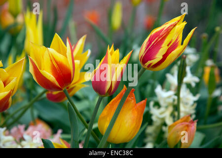 Tulpen Papagei Sorte blüht mit Hyazinthen Frühling Norfolk Stockfoto